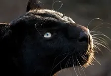 black animals panthers 1920x1080 wallpaper Art HD Wallpaper